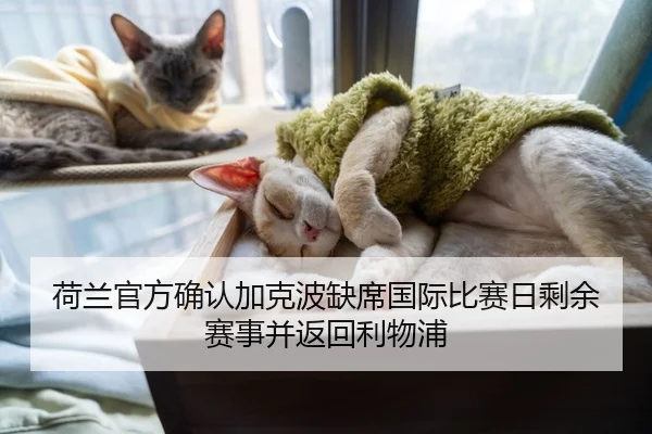 荷兰官方确认加克波缺席国际比赛日剩余赛事并返回利物浦 | BETWAYSPORTS